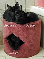 Spotter Ditto & Minky in cathouse